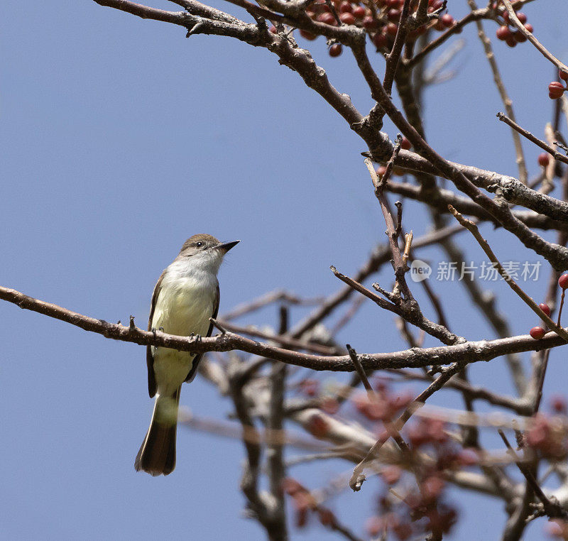 棕冠捕蝇鸟，暴龙Myiarchus tyannulus;多巴哥